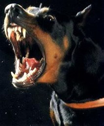 dobermanjpg